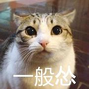 巨怂猫表情包截图0