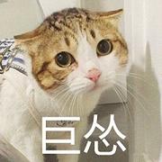 巨怂猫表情包截图3