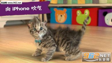 Little KitteСè����ϲ����èiOSƻ����(Little Kitten)v3.6��ͼ3