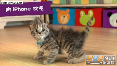 little(����ϲ����èè��Ϸ)(Little Kitten)v1.0��ͼ3