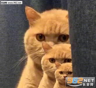 ���й۲�è�������ˮӡ��ͼ2