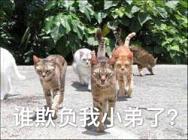 ���������ĸ������ڸ���è������