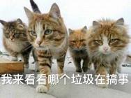 ���������ĸ������ڸ���è��������ͼ0