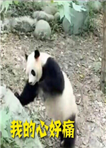 ������è���޶�ͼ�����