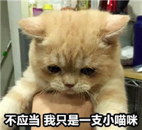 ��Ӧ����Ϊ��ֻ��һֻСè��������ͼ1