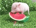 С�������ϱ������ȫ������