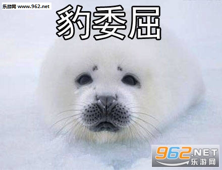 自豹自弃表情包无水印截图4