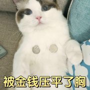 ����Ǯѹƽ����è��������ͼ0