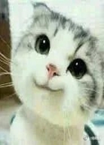 �ɰ���è����ͼƬ