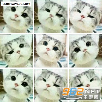 �ɰ���è����ͼƬ��ͼ0