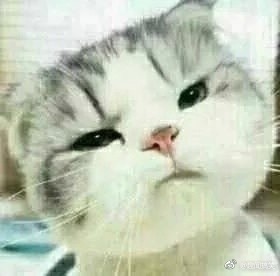 �ɰ���è����ͼƬ��ͼ1