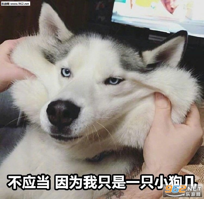 ��Ӧ����Ϊ��ֻ��һֻСè��������ͼ0
