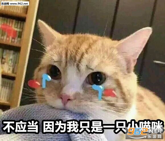 ��Ӧ����Ϊ��ֻ��һֻСè��������ͼ2