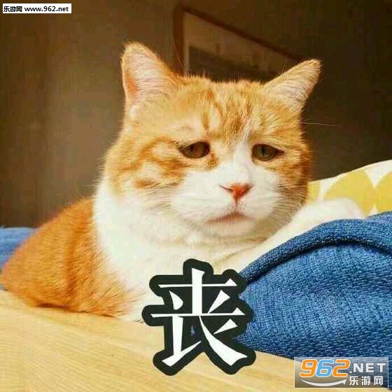 ����è�������ͼ0