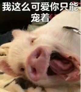 我是不是你的小公举猪猪表情包截图1