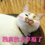 �����̫�Ҹ�����èwink�����