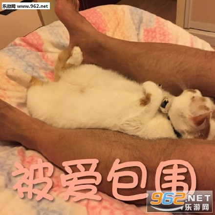 �����̫�Ҹ�����èwink�������ͼ1