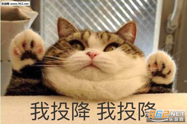 你的小可爱突然出现吸猫表情包截图4