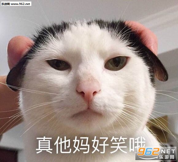 你的小可爱突然出现吸猫表情包截图7
