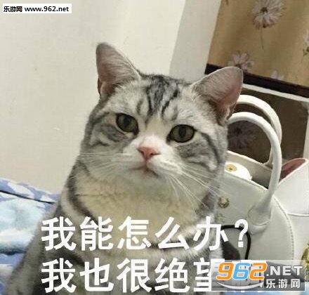 你的小可爱突然出现吸猫表情包截图9