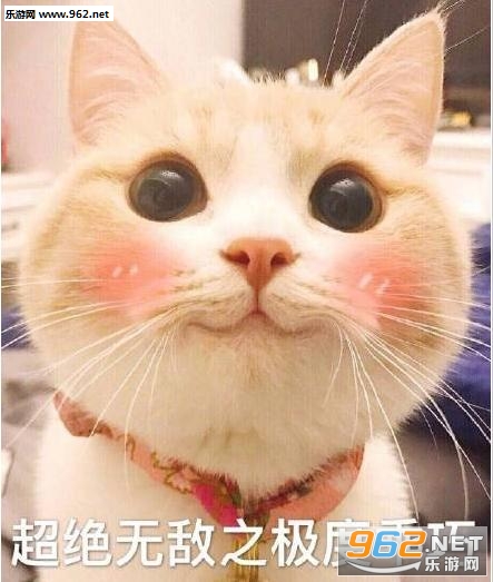 bobi猫超级无敌极度乖巧表情包无水印版截图0