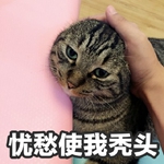 �ǳ�ʹ��ͺͷè������