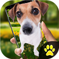 iDog������Ļ��app