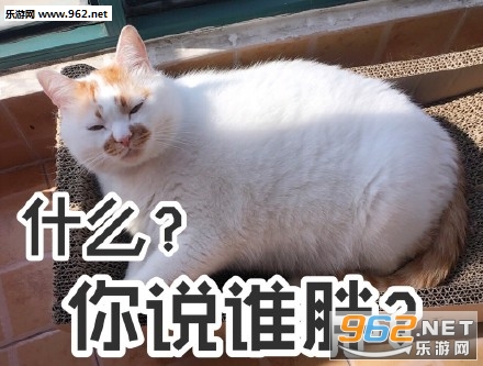 我jio得阔以猫爪表情包截图2