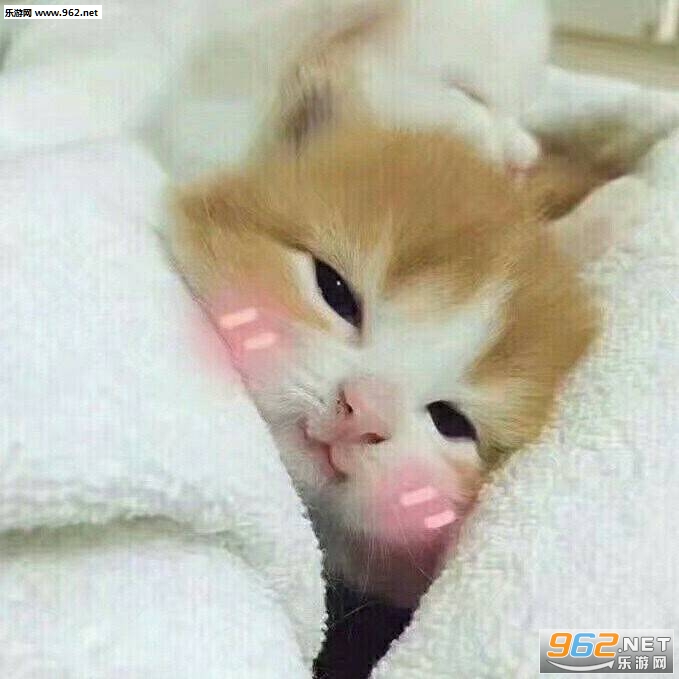 զ���ϸ�����è�������ͼ2