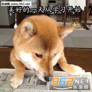 美好的一天从学习开始柴犬表情包截图0