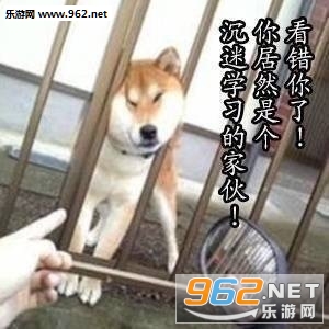 美好的一天从学习开始柴犬表情包截图1