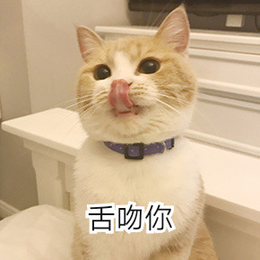 ���С�ɰ�ͻȻ��������è�������ͼ1