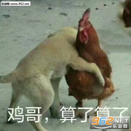 鸡哥算了算了表情包原图截图0