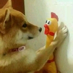 �Ե����ñ���������