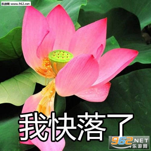 我自闭了荷花表情包