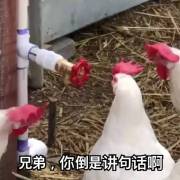 �ֵ��㵹�ǽ��仰���������ͼ2