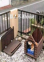 �򹷲���house�����