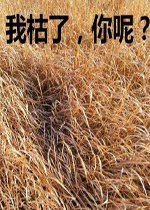 �ҿ�������ͼƬ