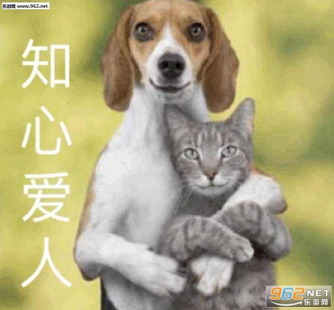 知心爱人猫狗表情包