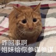 �����ҿ����ȿĸ�ͷͼƬ