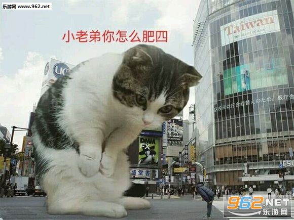 С�ϵ�����ô����è��������ͼ1