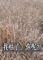 �ҿ�������г�������