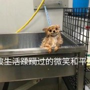 ��������ԭͼ