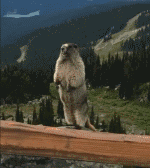 �����������ź�gif��ͼ