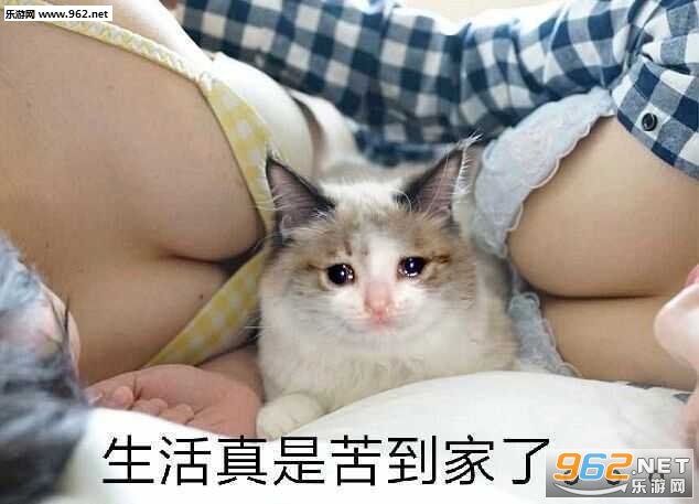 �������ǿൽ������������
