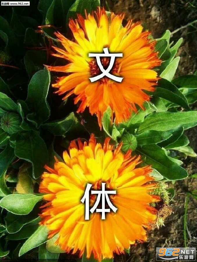 文体两开花表情包