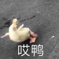 һ���Ҳ��������