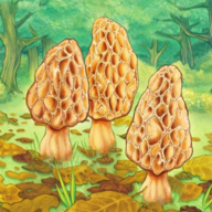 Morels(��Ǿ���Ϸ)