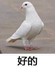 鸽子表情包我一定来截图1