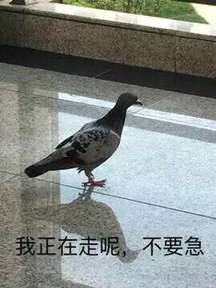 鸽子表情包我一定来截图2